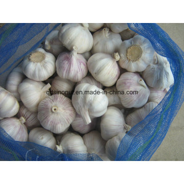 Colheita Fresca Chinesa Alho Branco Normal